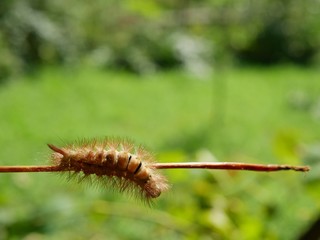 Polonne / Ukraine - 4 September 2018: A caterpillar on a stick of grapes on a blurry background of nature on a sunny day