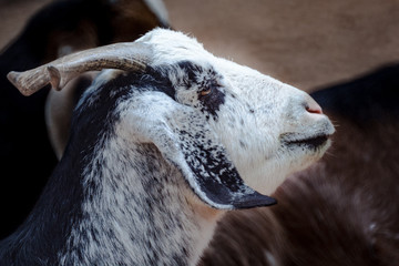 Ziege