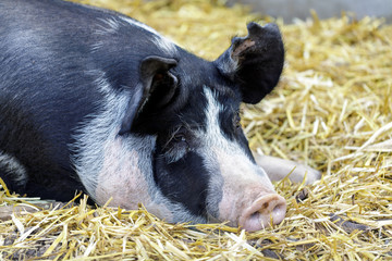 Adult Berkshire Pig resting in a barn. Farm in Northern California, USA.