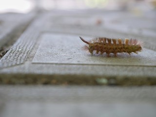 Polonne / Ukraine - 4 September 2018: The crawler crawls on a concrete gray tile