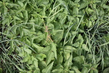 Fototapeta premium Genero de planta Urtica 