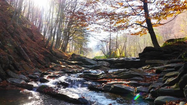 The river in autumn forest and the sun shining through the foliage.