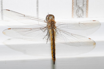 libélula 4