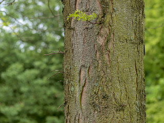 Gleditsia triacanthos. Le févier d'Amérique ou févier épineux, un  grand arbre au tronc et branches épineux produisant de longues gousses brunes en grappes.