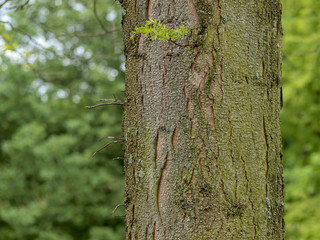 Gleditsia triacanthos. Le févier d'Amérique ou févier épineux, un  grand arbre au tronc et...