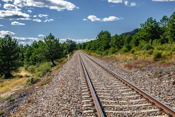 Fototapeta na wymiar Railway into the pine tree forest, wide angle