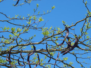 Gleditsia triacanthos. Le févier d'Amérique ou févier épineux, un  grand arbre au tronc et branches épineux produisant de longues gousses brunes en grappes.