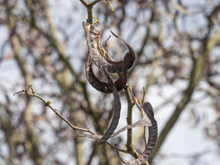 Gleditsia triacanthos. Le févier d'Amérique ou févier épineux, un  grand arbre au tronc et branches épineux produisant de longues gousses brunes en grappes.