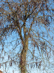 Gleditsia triacanthos. Le févier d'Amérique ou févier épineux, un  grand arbre au tronc et branches épineux produisant de longues gousses brunes en grappes.