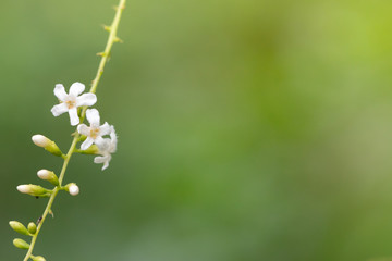 White flowers on the branches To the right of the image Has a green background There is space on the right.