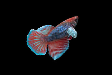 Siamese female Fighting fish have many colors on a black background.