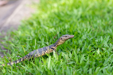 Baby Varanus salvator are walking in the green lawn.