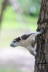 The brown and white squirrels are on the tree. Look at the left of the image. Close up.