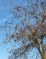 Gleditsia triacanthos. Le févier d'Amérique ou févier épineux, un  grand arbre au tronc et branches épineux produisant de longues gousses brûnes en grappes.