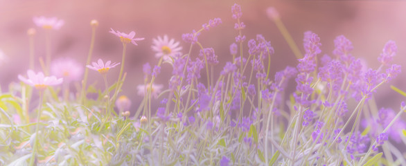 Blumenwiese mit Lavendel