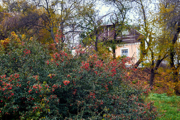 Hryshko National Botanical Garden at autumn in Kyiv, Ukraine