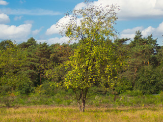 Heidelandschaft im September in der Wahner Heide.