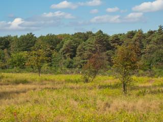 Heidelandschaft im September in der Wahner Heide.