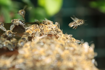 Honey Bees near the Bee Hive