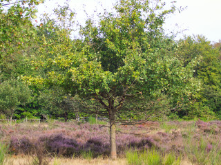 Heidelandschaft im September in der Wahner Heide.