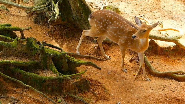 Wildlife scene. Beautiful young fallow whitetail deer, wild mammal animal in forest surrounding. Spotted, Chitals, Cheetal, Axis, Cervus nippon or Japanese deer grazing in natural habitat in the sun.