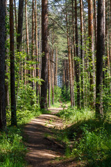 A curving road in the green forest.
