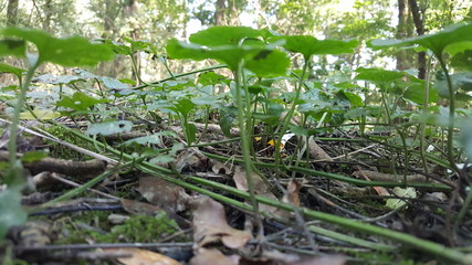plants in the forest