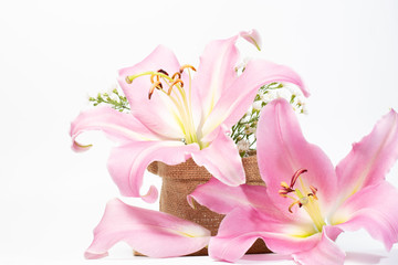 lily pink on background white