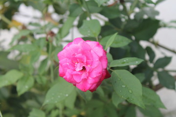 Obraz premium pink rose