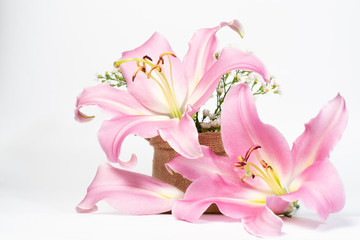Obraz na płótnie Canvas Beautiful pink lily on a white background