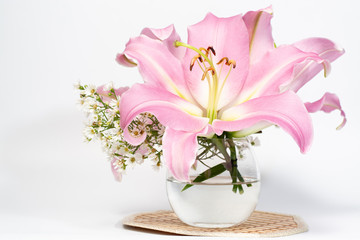Beautiful pink lily in a glass vase on a  background white