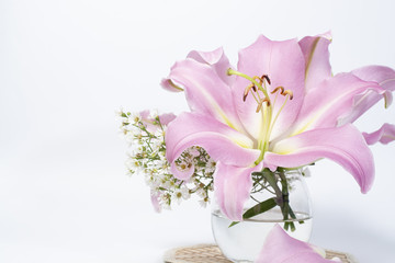 Beautiful pink lily in a glass vase on a  white background