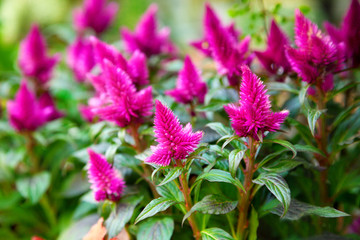 Celosia flowers