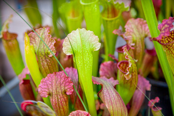 Sarracenia plants