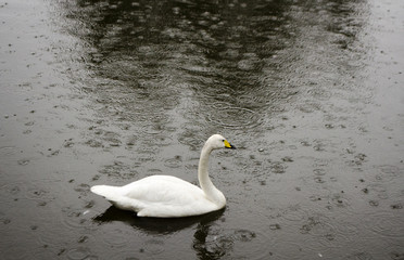 Obraz premium Portrait of a white swan