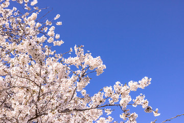 Cherry Blossom wide