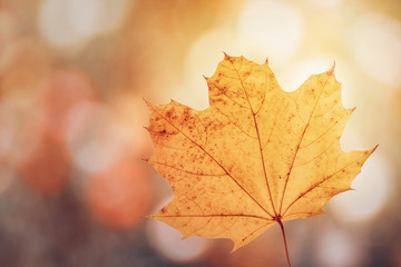 Naklejka na ściany i meble Maple leaf in autumn colors on blurred background