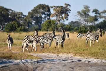 Obraz na płótnie Canvas Zebras in Botswana