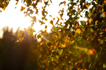 Beautiful autumn colors in trees in Finland. In the background, strong sunlight.