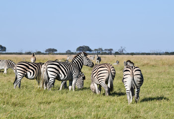 Zebras in Botswana