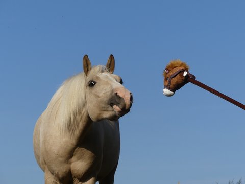Rencontre entre un pulin et un jouet