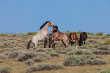 Wild Horse Stallions Fighting