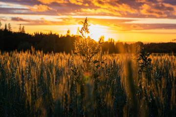 Fototapeta na wymiar Sunrise in fields