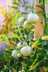 Fresh unripe tomatoes hanging on the vine of a tomato tree in the garden.