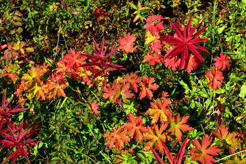 Alaska Autumn colors