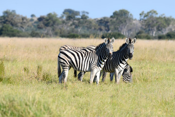 Fototapeta na wymiar Zebras in Botswana