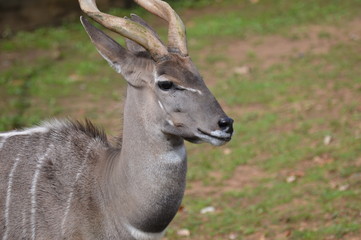 Naklejka na ściany i meble Close up of a Kudu