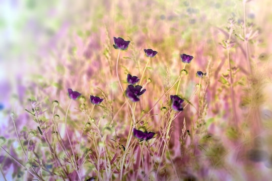 Fototapeta Meadow flower made with color filters, flowering meadow flower - buttercup