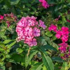 Pink phlox macro. Pink blossoming phlox flowers. Summer background.