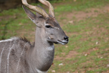 Close up of a Kudu